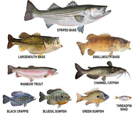 Lake Mead Fish Types
