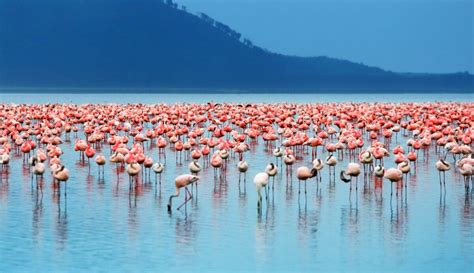 Lake Nakuru Safari Guide