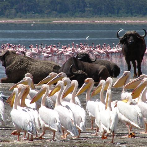 Lake Nakuru Tour Operator
