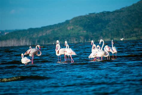 Lake Nakuru tips