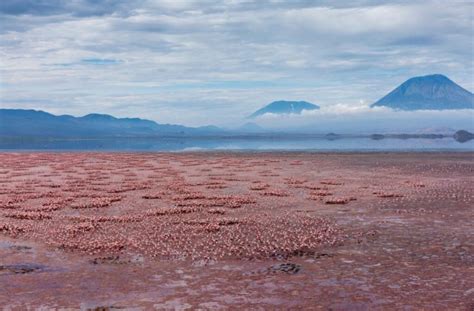 Flamingos in Lake Natron