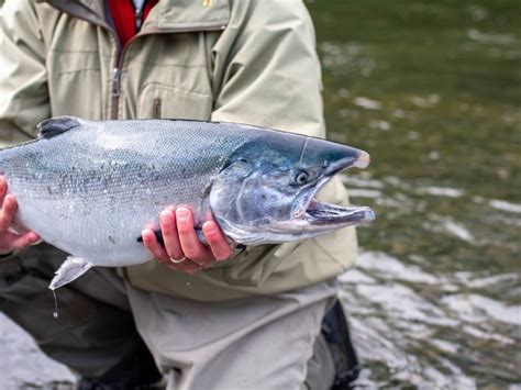 Lake Superior Salmon