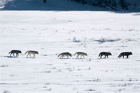 Lamar Valley Wolf Tracking