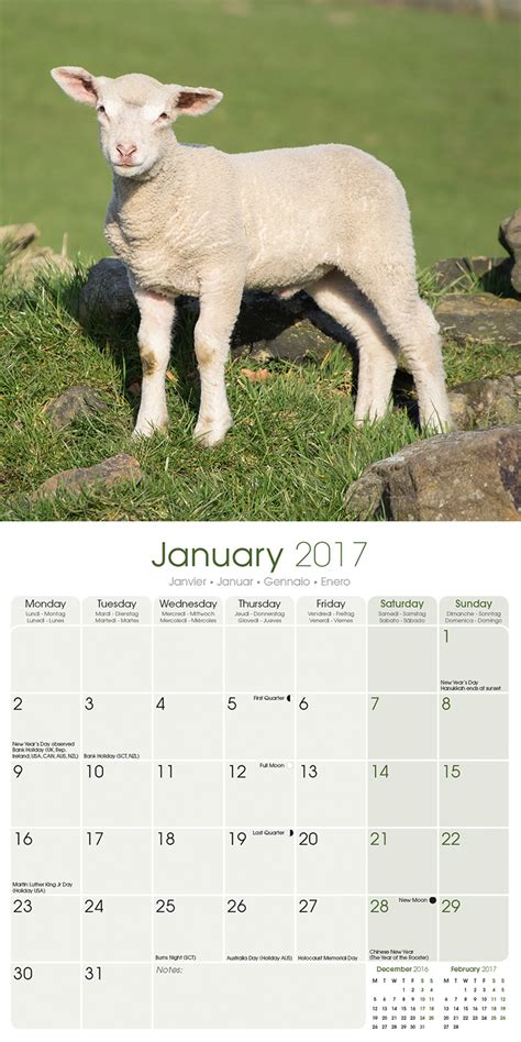 Lamb Pcs Calendar
