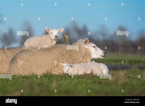 Create a Cozy Woodland Nursery with Lambs & Ivy's Gray Forest Animal Crib Bedding Set - 5 Piece Collection