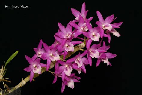 Lan Dendrobium Rainbow Dance