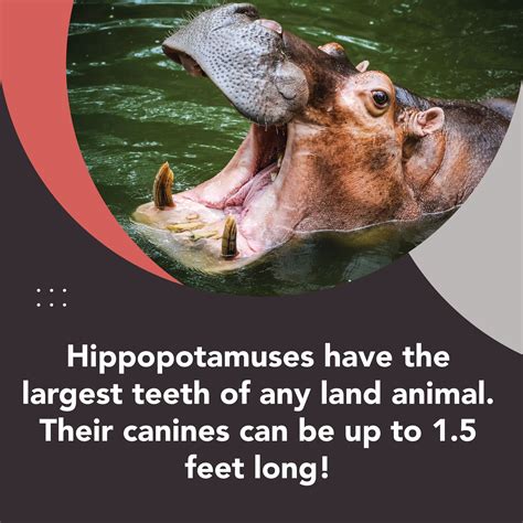 The Mighty Tusks: Discovering the Land Animal with the Largest Teeth in the World