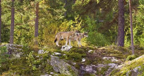 Land of Wolves Wildlife Observation