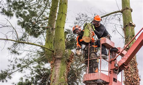 Landscape Arborist Services