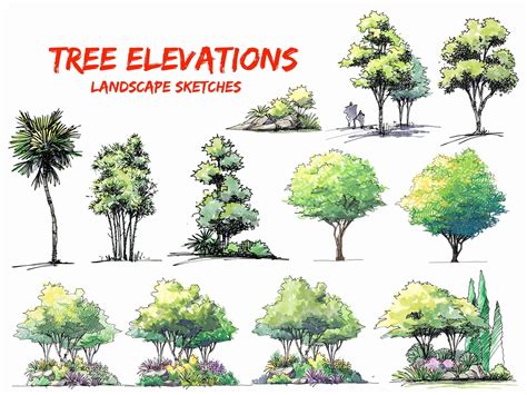 Landscape Architecture Drawing Trees