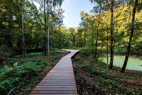 Landscape Architecture Forest