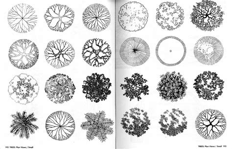 Landscape Architecture Trees Plan View