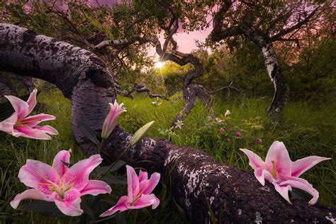 Landscape Art Photography