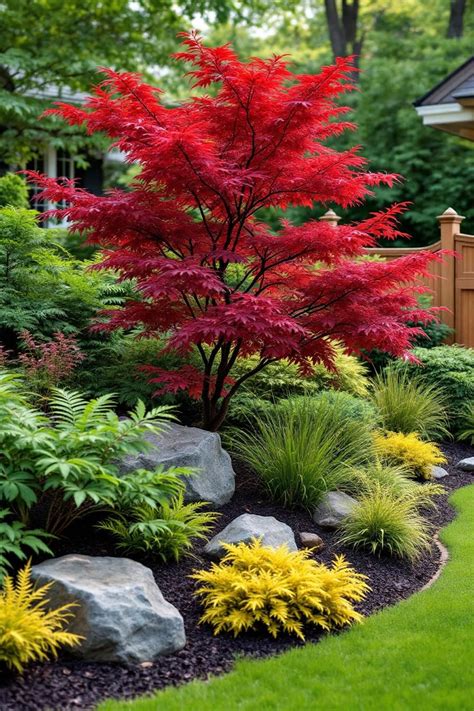 Landscape Design Japanese Maple