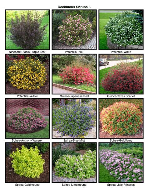 Landscape Design Shrubs And Bushes