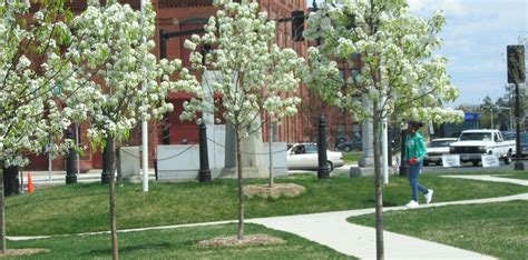 Landscape Design Springfield Ma