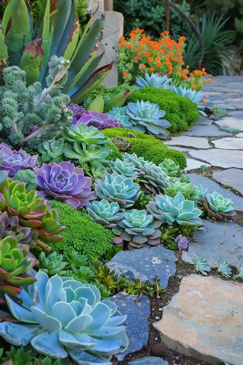 Landscape Design Succulent Plants