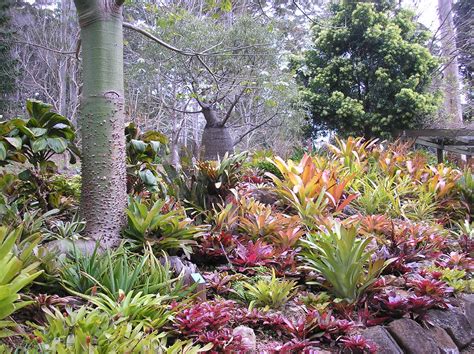 Landscape Design With Bromeliads