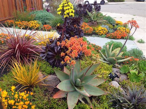 Landscape Design With Drought Tolerant Plants