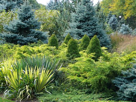 Landscape Design With Evergreens