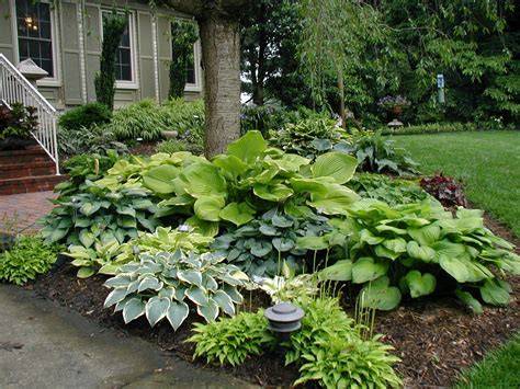 Landscape Design With Hostas