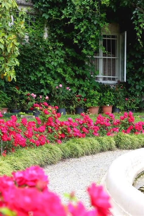 Landscape Design With Knockout Roses