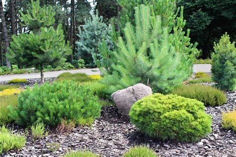 Landscape Design With Pine Trees