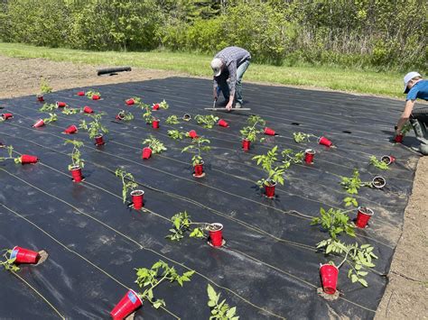 Landscape Fabric Tomatoes