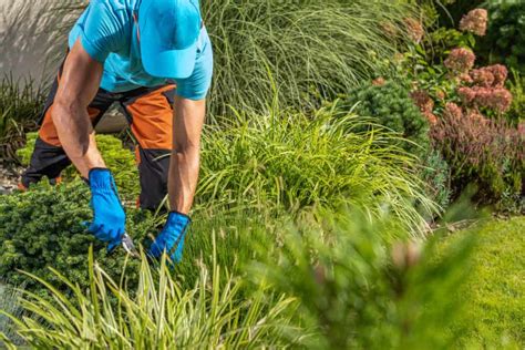 Landscape Maintenance Los Angeles