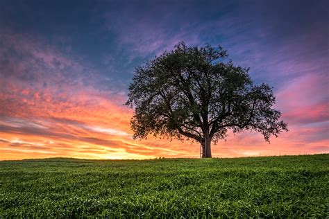 Landscape Photography Tree