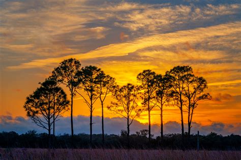 Landscape Photography Trees