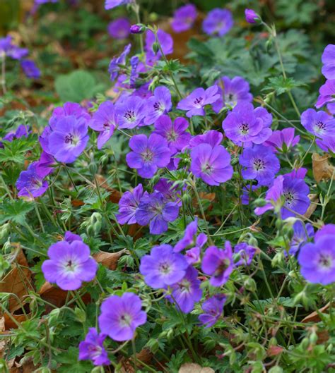 Landscape Plants For Georgia