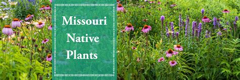 Landscape Plants Missouri