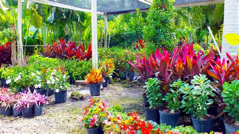 Landscape Plants Near Me