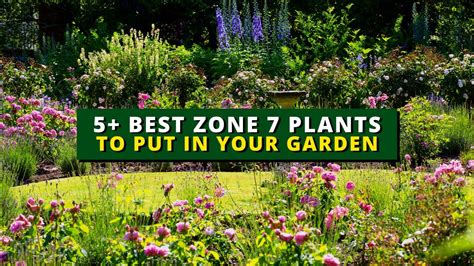 Landscape Plants Zone 7