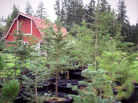 Landscape Trees For Sale Near Me: The Ultimate Guide For 2023