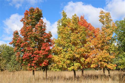 Landscape Trees In Michigan