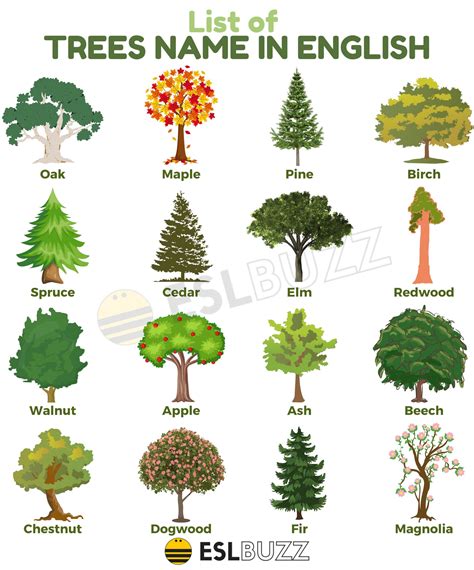 Landscape Trees Names