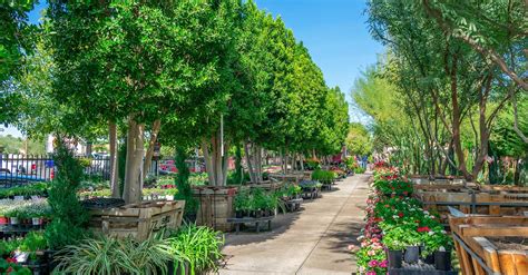 Landscape Trees Near Me