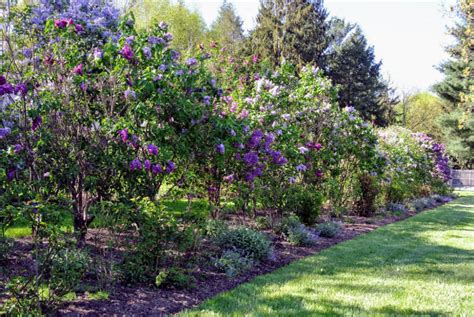 Unique Garden Ideas with Lilac Bushes Landscape design, Unique