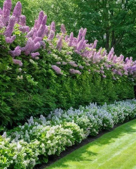 Landscaping Around Lilac Bushes: Tips And Ideas For A Beautiful Garden