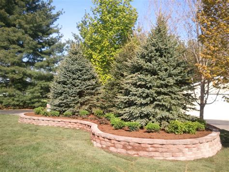 Landscaping Around Spruce Trees: Tips And Tricks For A Beautiful Yard