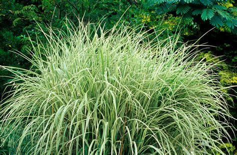 Landscaping Grass Plants