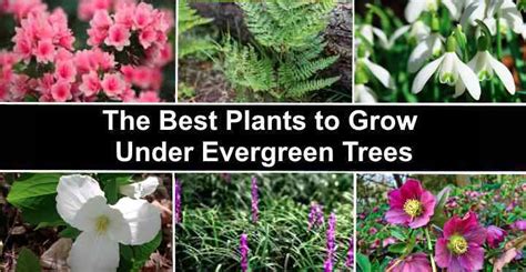 Landscaping Under Evergreen Trees