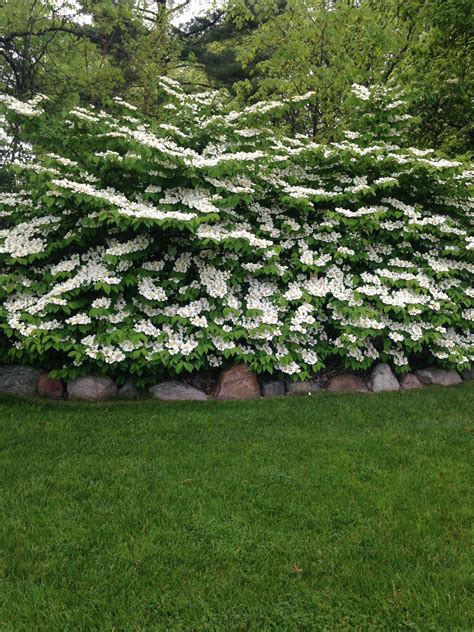 Landscaping With Viburnum: Tips And Ideas For 2023