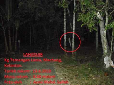 Langsuir