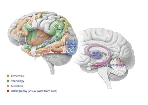 Language pathways of the brain