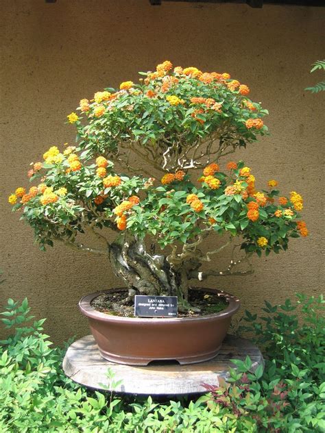 Lantana Bonsai