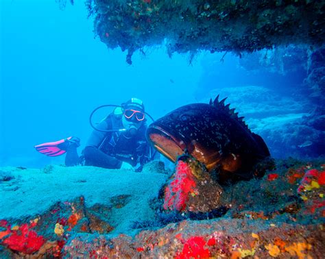 Lanzarote Underwater Life