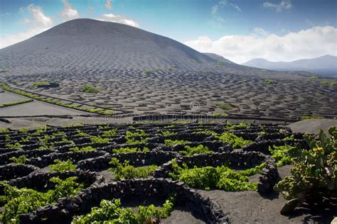 Lanzarote vineyard